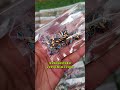 50 pack of kundan combo #shorts #aarimaterialonlineshop