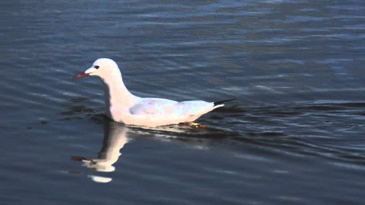 Slender-billed Gull 20141205 (no audio) 