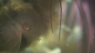 Phoronid Worm - Close Up Shot