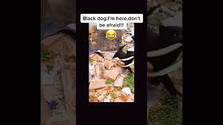 Black Dog Be like Don't worry bro I am Alive #shorts #shortvideo #funny #dog