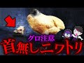 【閲覧注意】頭が無いのに死なないニワトリ