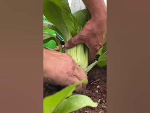 Harvesting my 1st bok Choy 🥬 of the season … stir fry tonight - YouTube