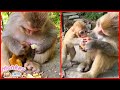 Never Seen Before. Mother Monkey Giving Food To Her Baby