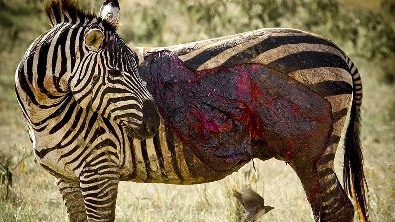 Poor Zebra TOP 7 MOMENTS POOR ZEBRA INJURED BY LION, HYENA AND CROCODILE - YouTube