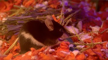 First Royce - Ouppy [Music Video] + EP Announcement!