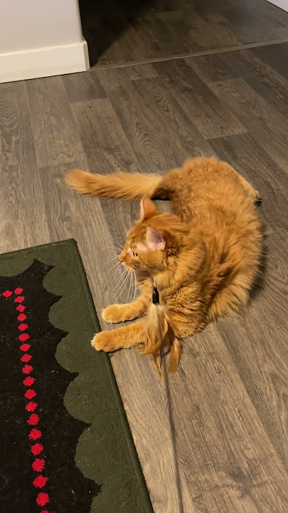 samo is playing Cat stick #catbaby #samo #cutecat