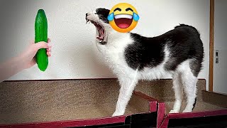 Best Funniest Cats 😹 - Don't try to hold back Laughter 😂 Funny Cats 2023 #110 by DT Pets 1,210 views 4 months ago 11 minutes, 20 seconds