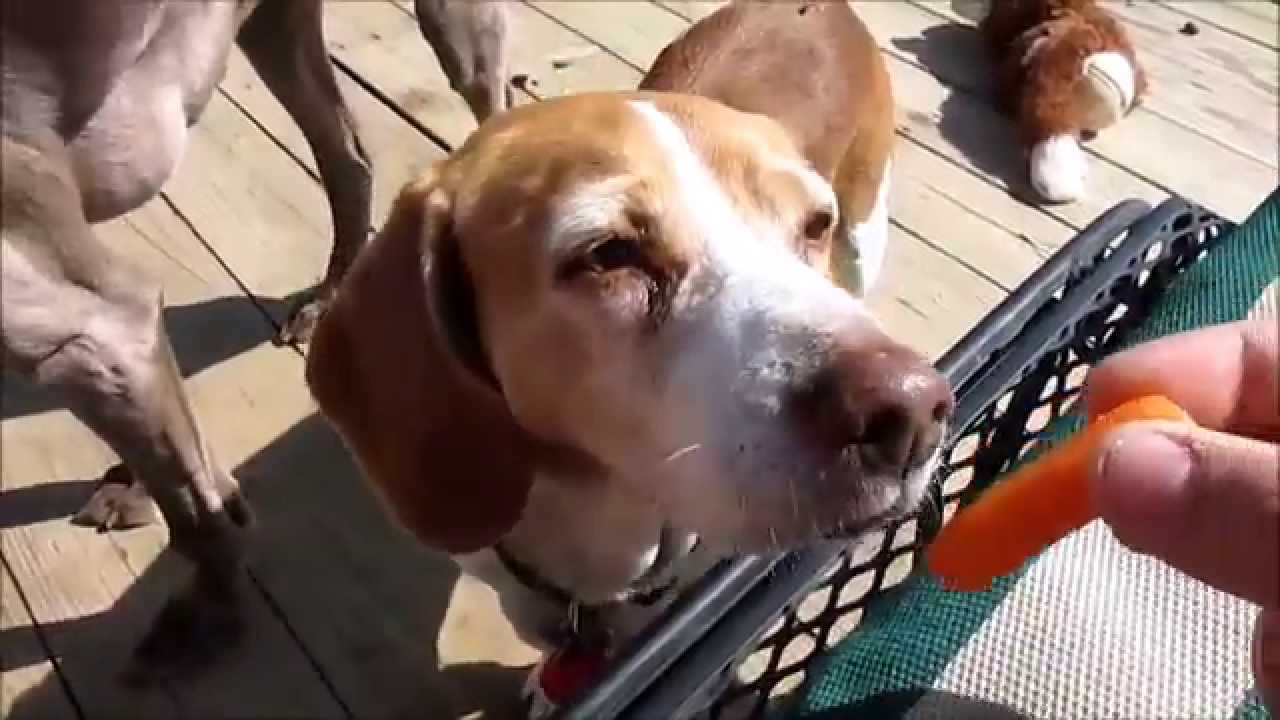 Dogs Eating Carrots YouTube