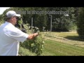 Grapevine Canopy Management