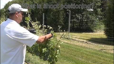 Grapevine Canopy Management