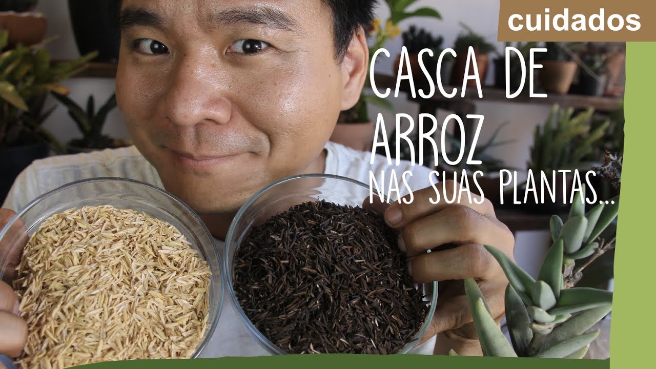 CASCA DE ARROZ aprenda a usar esse substrato incrível.