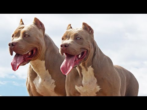 Видео: Разлика между синия нос и червения нос Pitbulls