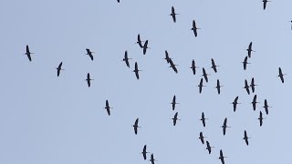 Traner På Træk Over Danmark