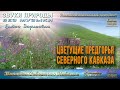 Цветущие предгорья Северного Кавказа. Хутор Ильич, Отрадненский район, Краснодарский край, Россия.