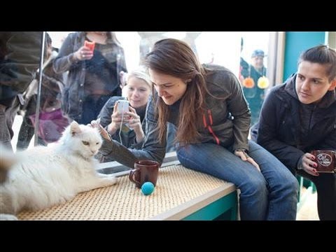 Video: Pet Scoop: Cat Café öppnar i New York, Bartender får $ 1000 tips för hundens kirurgi
