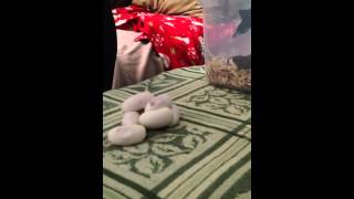 Anthill Python pulled off clutch