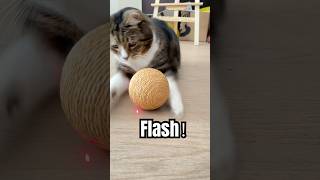 A 13-Year-Old Cat, As Always, Loves Playing With A Laser Pointer.