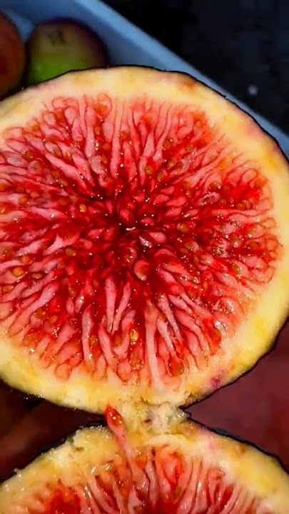 follow #vided #youtube #funnymemes #funnymemes #youtube #duet #vided #vided#fruitcutting #duet
