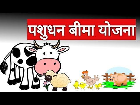 वीडियो: पालतू पशु बीमा: मेरी व्यक्तिगत कहानी