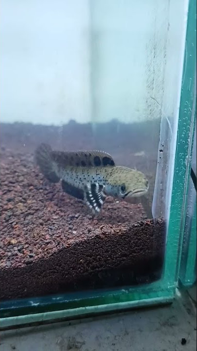 Ikan Chana Pulcra Ku Bisa Goyang Tiktok 😁😅😂