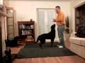 Teaching a dog to play dead (Rottweiler Roobie Roo) Teaching a dog to play dead (Rottweiler Roobie Roo)