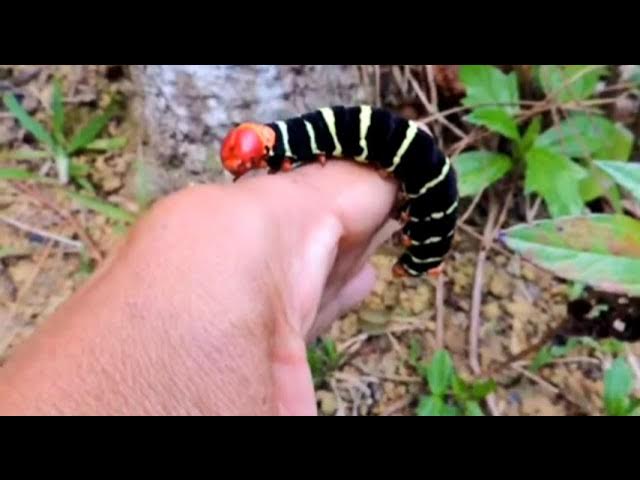 Katta tik nipelli kokraklar fotosurati Katta tik nipelli kokraklar fotosurati