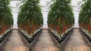 Autopot Hydrodouble Assembling 多果系列組裝水耕栽培魚菜 Autopot專業級水耕肥料 Autopot Hydrodouble Assembling 多果系列組裝水耕栽培魚菜 Autopot專業級水耕肥料