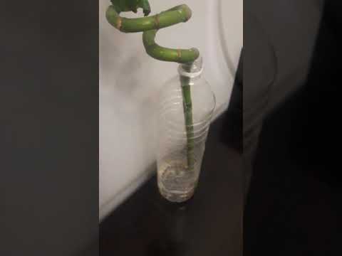 أوقات تسميد نبات البامبو عصا موسى الخيزران