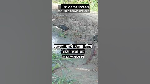 Waterhen dahuk bird trap.ruak ruak bird trap handing.kalim bird trap handing. #dahukpakhi
