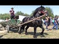 Top 10 Cai la căruță || Look Animal