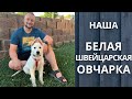 Мы завели Белую Швейцарскую Овчарку. Наша Собака в Америке