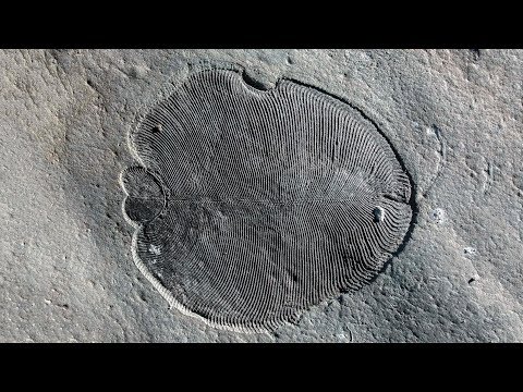 558 million year old fossil unearthed in Russia