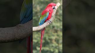 Animals You Didnt Know Were Wild In The Uk Part 20