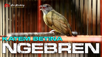 KAPAS TEMBAK BETINA GACOR FULL NGEBREN