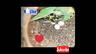 My. Budgies Birds & Eggs ?️#sorts #like #subscribe ️️️️