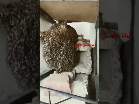 العسل العماني الخالص إنتاج ٢٠٢٢ عسل عسل النحل