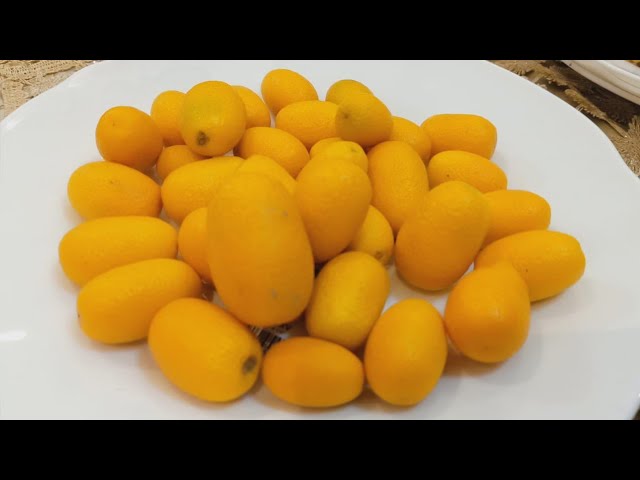 فاكهة الكيموكواتqumquat fruit\ البرتقال الياباني او الذهبي/فواءد صحية  وغذاءية عديدة لا حصر لها - YouTube