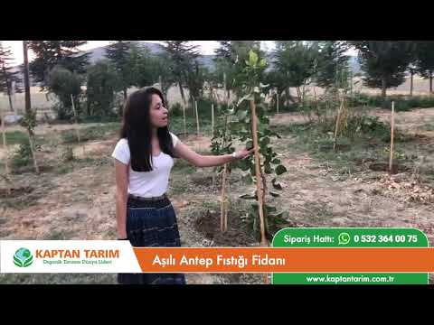 Aşılı Antep Fıstığı Fidanı