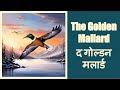 Story #230: The Golden Mallard | द गोल्डन मलार्ड