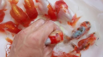 Ranchu goldfish- cá vàng online sang nguyễn