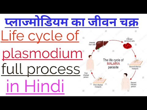 प्लाज्मोडियम का जीवन चक्र।। Life cycle of plasmodium in Hindi!! Class 12 Biology!!