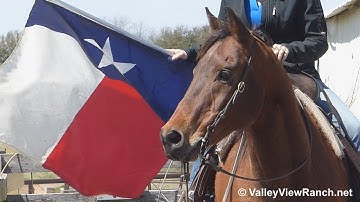 Colonel Peponita Flo - carrying the flag! - ValleyViewRanch.net