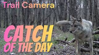 Trail Camera Catch of the Day!