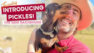 Welcome to the pack Pickles the Mini Dachshund, already diving into Uncle Luke’s arms in the pool