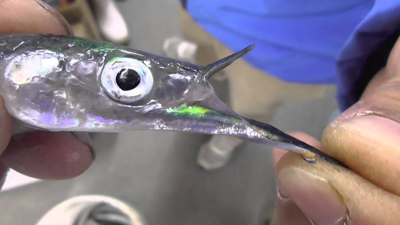 独特の形をしたサヨリの口 上アゴが短く 下顎が長いのが特徴 高級すしネタとしても有名な魚 和歌山では冬から初春にかけて 地磯や堤防で釣れます サヨリの特徴説明 Youtube 独特の形をしたサヨリの口 上アゴが短く 下顎が長いのが特徴 高級すしネタとしても有名な魚 和歌山では冬から初春にかけて 地磯や堤防で釣れます サヨリの特徴説明 Youtube