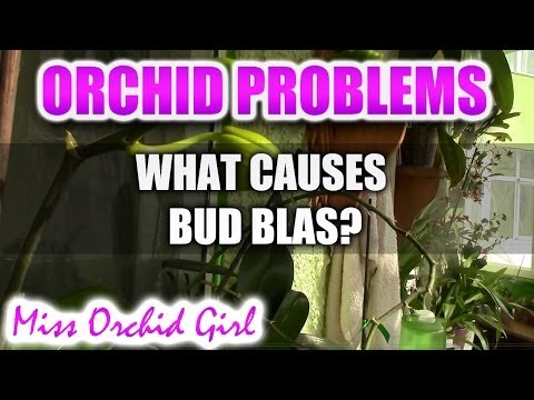 Vidéo: Orchid Bud Blast Information - Quelles sont les causes de l'explosion des bourgeons d'orchidées