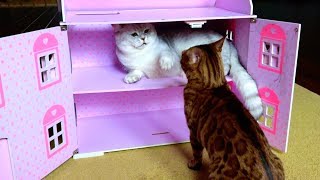 Funny Cats Murka And Bantik Fight For A Place