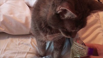 Very old cat tries catnip for the first time.