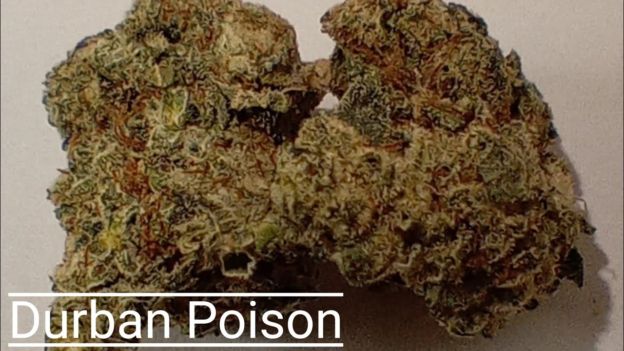 #22 Durban Poison (Official Review)