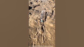 Octopus went into the bottle #shortsvideo